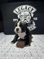 Indie, a female American Bully for sale in Richmond, TX – Photo 2 of 5