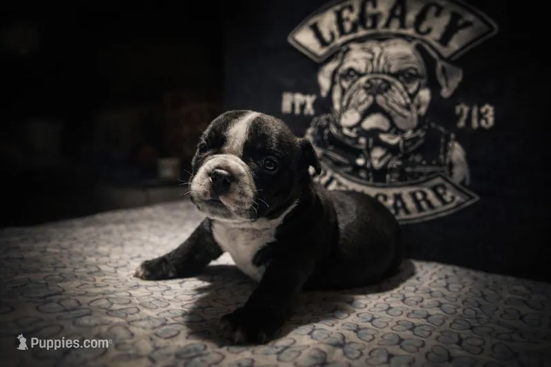 Indie – American Bully puppy for sale in Richmond, TX