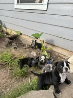 Indie, a female American Bully for sale in Richmond, TX – 6 of 7