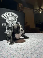 Indie, a female American Bully for sale in Richmond, TX – Photo 3 of 5