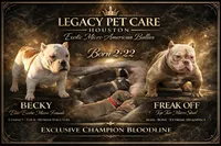 Indie, a female American Bully for sale in Richmond, TX – Photo 5 of 5