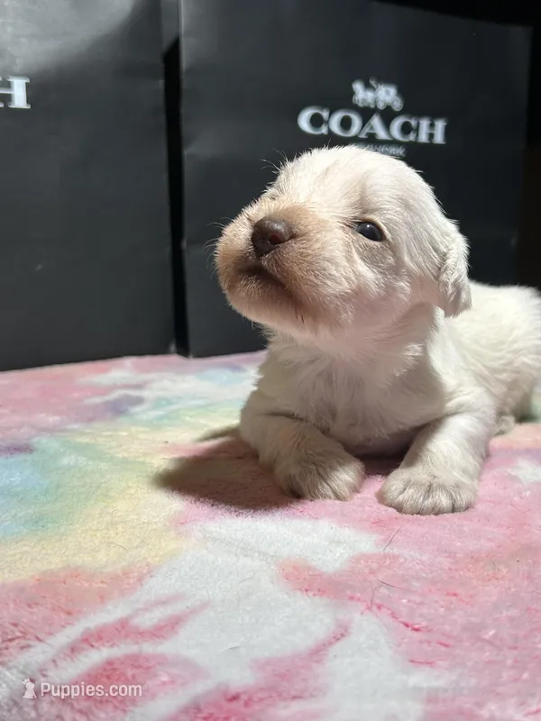 Ivory  – Miniature Schnauzer puppy for sale in Richmond, TX