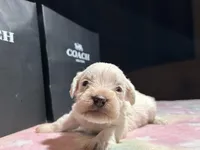 Ivory , a female Miniature Schnauzer for sale in Richmond, TX – Photo 4 of 8