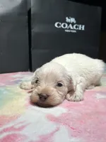 Ivory , a female Miniature Schnauzer for sale in Richmond, TX – Photo 3 of 8