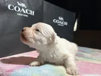 Ivory , a female Miniature Schnauzer for sale in Richmond, TX – Photo 5 of 8