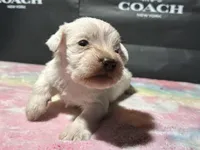 Ivory , a female Miniature Schnauzer for sale in Richmond, TX – Photo 6 of 8