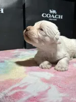 Ivory , a female Miniature Schnauzer for sale in Richmond, TX – Photo 2 of 8