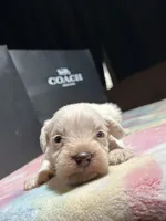 Ivory , a female Miniature Schnauzer for sale in Richmond, TX – Photo 8 of 8