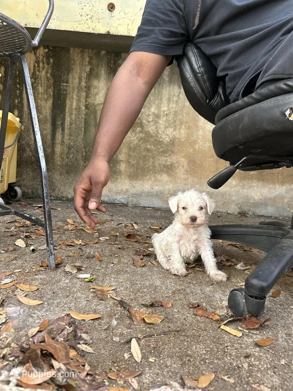 Ivory  – Miniature Schnauzer puppy for sale in Richmond, TX