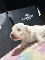 Ivory , a female Miniature Schnauzer for sale in Richmond, TX – Photo 7 of 8