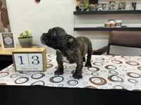 Koda, a female American Bully for sale in Richmond, TX – 2 of 10