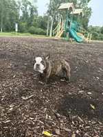 Sweet pea 🫛 , a female American Bully for sale in Richmond, TX – 6 of 10