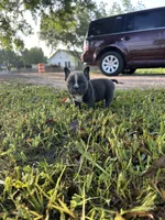Ricky, a male American Bully for sale in Richmond, TX – Photo 4 of 8