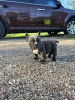 Ricky, a male American Bully for sale in Richmond, TX – Photo 5 of 8
