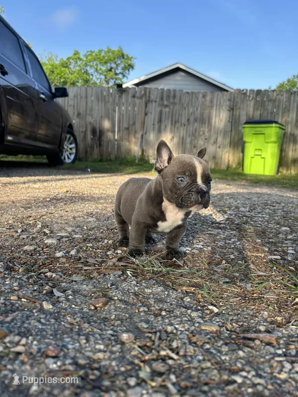 Ricky – American Bully puppy for sale in Richmond, TX