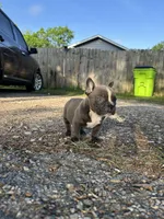 Ricky, a male American Bully for sale in Richmond, TX – Photo 1 of 8