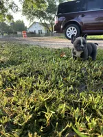 Ricky, a male American Bully for sale in Richmond, TX – Photo 7 of 8