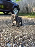 Ricky, a male American Bully for sale in Richmond, TX – Photo 6 of 8