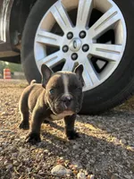 Ricky, a male American Bully for sale in Richmond, TX – Photo 2 of 8