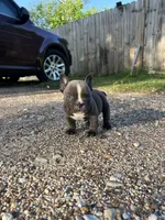 Ricky, a male American Bully for sale in Richmond, TX – Photo 8 of 8