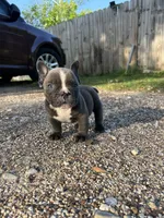 Ricky, a male American Bully for sale in Richmond, TX – Photo 3 of 8