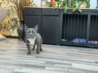 Norris, a male American Bully for sale in Richmond, TX – 5 of 8