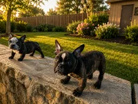 Koda, a female American Bully for sale in Richmond, TX – 3 of 6