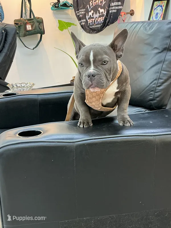 Norris – American Bully puppy for sale in Richmond, TX