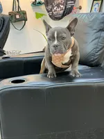 Norris, a male American Bully for sale in Richmond, TX – 2 of 8