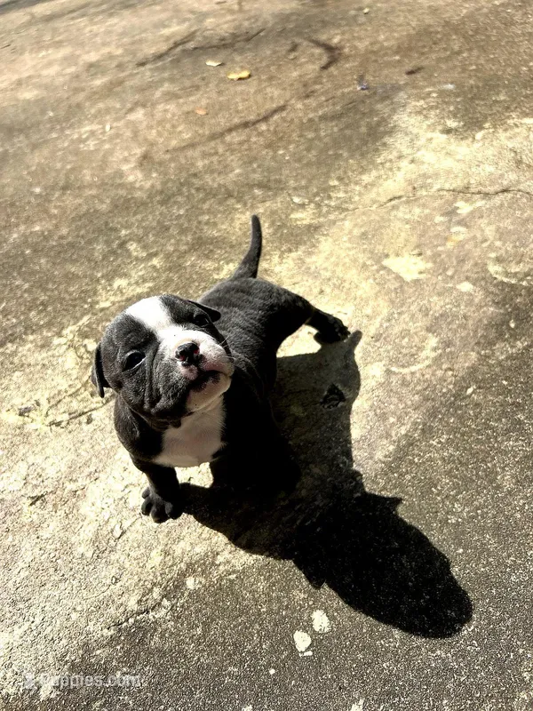 Zuri – American Bully puppy for sale in Richmond, TX