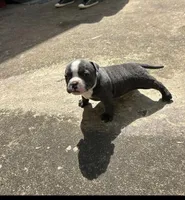 Zuri, a female American Bully for sale in Richmond, TX – Photo 5 of 7