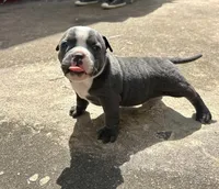 Zuri, a female American Bully for sale in Richmond, TX – Photo 2 of 7