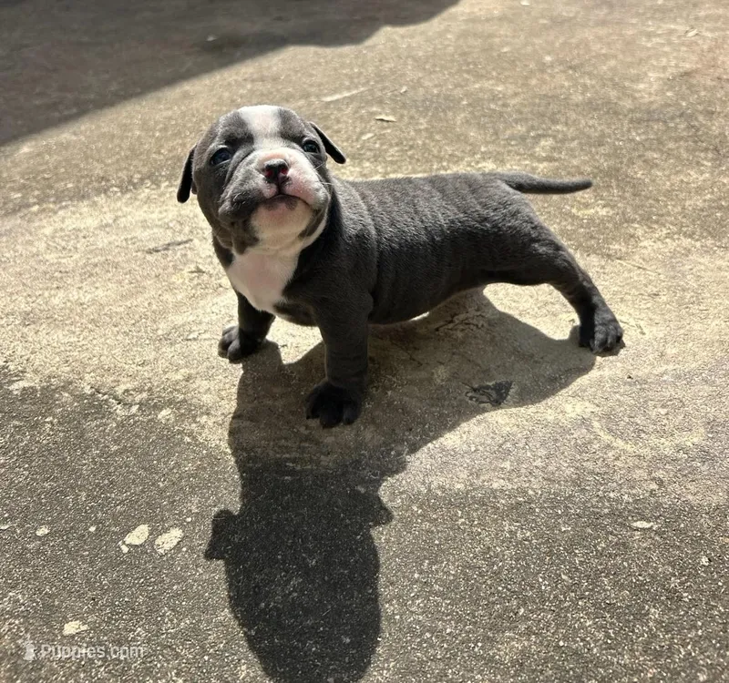 Zuri – American Bully puppy for sale in Richmond, TX