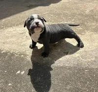 Zuri, a female American Bully for sale in Richmond, TX – Photo 3 of 7