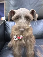 Dutches , a female Miniature Schnauzer for sale in Richmond, TX – 7 of 10
