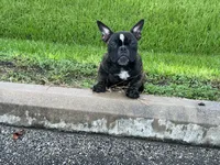 Koda, a female American Bully for sale in Richmond, TX – 5 of 10