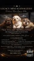 Snow man, a male Miniature Schnauzer for sale in Richmond, TX – Photo 9 of 9