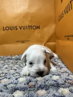 Snow man, a male Miniature Schnauzer for sale in Richmond, TX – Photo 2 of 8