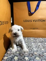 Snow man, a male Miniature Schnauzer for sale in Richmond, TX – Photo 4 of 8