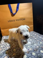 Snow man, a male Miniature Schnauzer for sale in Richmond, TX – Photo 3 of 8