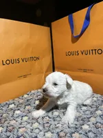 Snow man, a male Miniature Schnauzer for sale in Richmond, TX – Photo 5 of 8