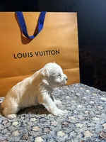 Snow man, a male Miniature Schnauzer for sale in Richmond, TX – Photo 8 of 8