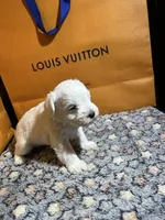 Snow man, a male Miniature Schnauzer for sale in Richmond, TX – Photo 6 of 8