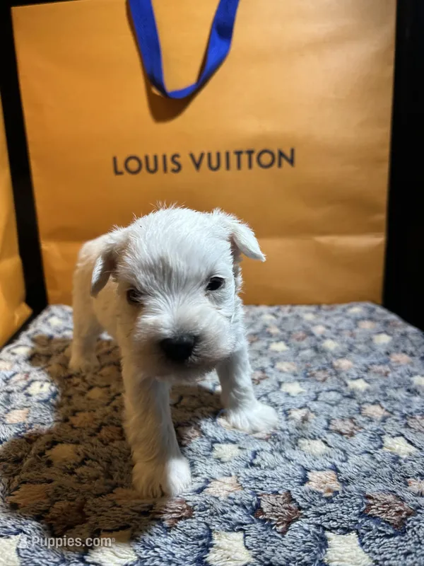 Snow man – Miniature Schnauzer puppy for sale in Richmond, TX