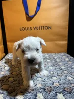 Snow man, a male Miniature Schnauzer for sale in Richmond, TX – Photo 1 of 8