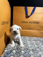 Snow man, a male Miniature Schnauzer for sale in Richmond, TX – Photo 7 of 8