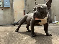 Norris, a male American Bully for sale in Richmond, TX – 7 of 8