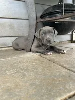 BurrBarry, a male American Pit Bull Terrier for sale in Richmond, TX – Photo 2 of 3