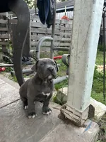 BurrBarry, a male American Pit Bull Terrier for sale in Richmond, TX – Photo 1 of 3