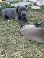 BurrBarry, a male American Pit Bull Terrier for sale in Richmond, TX – Photo 3 of 3